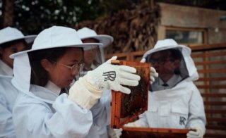 Rolls-Royce Apiary