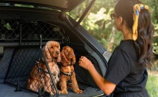 Bentley Pet Accessory Range